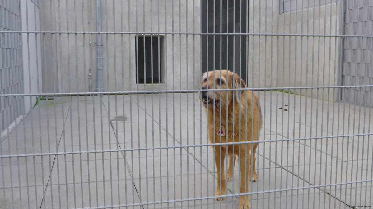 German animal shelters ban Christmas adoption – DW – 12/10/2018 German animal shelters ban Christmas adoption – DW – 12/10/2018