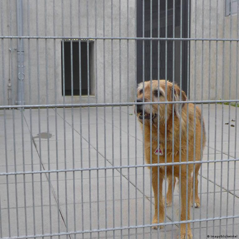 Can I Adopt A Dog Without A Fence