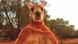 A kangaroo named Roger stands at a kangaroo sanctuary in Alice Springs, Australia A kangaroo named Roger stands at a kangaroo sanctuary in Alice Springs, Australia
