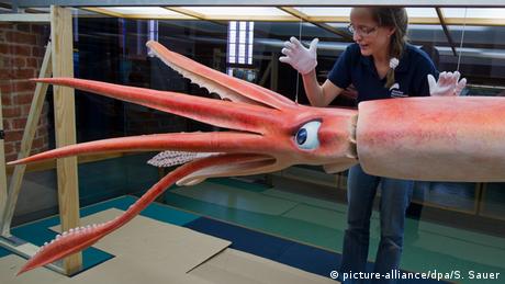 The Humboldt squid
