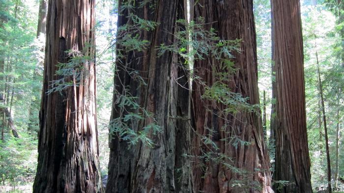 Bäume im Humboldt Redwoods State Park, Kalifornien (Timothy Rooks )