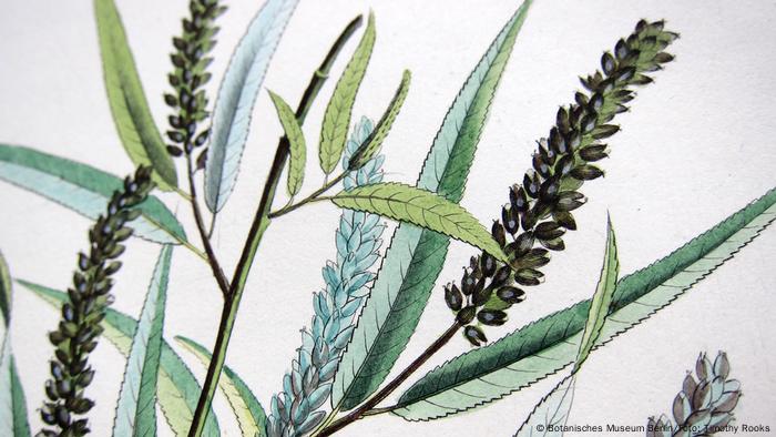 Zeichnung von Blättern der Humboldt Weide aus der Bibliothek des Botanischen Gartens Berlin (Timothy Rooks )