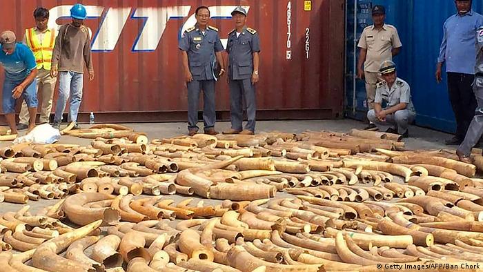 Kambodscha beschlagnahmte mehr als 3,2 Tonnen Elefantenzähne