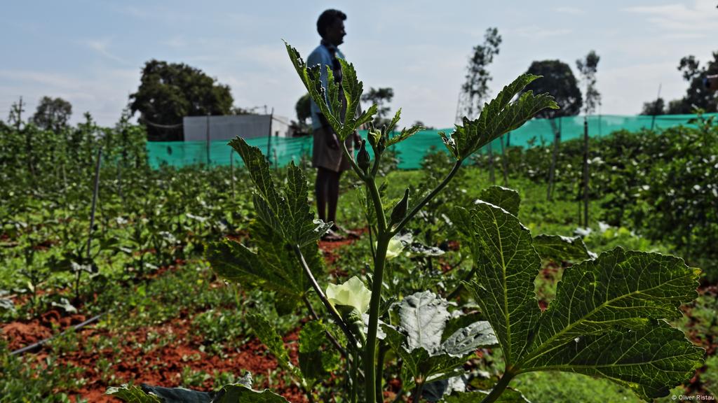 Biolandwirtschaft In Indien Anbau Ohne Kopfschmerzen Wirtschaft Dw 29 12 2018