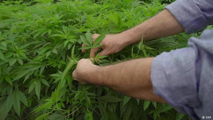 A worker picks cannabis leaves