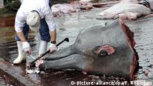 Japón anuncia que retomará la caza comercial de ballenas