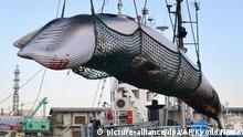 Japan verlässt Internationale Walfangkommission