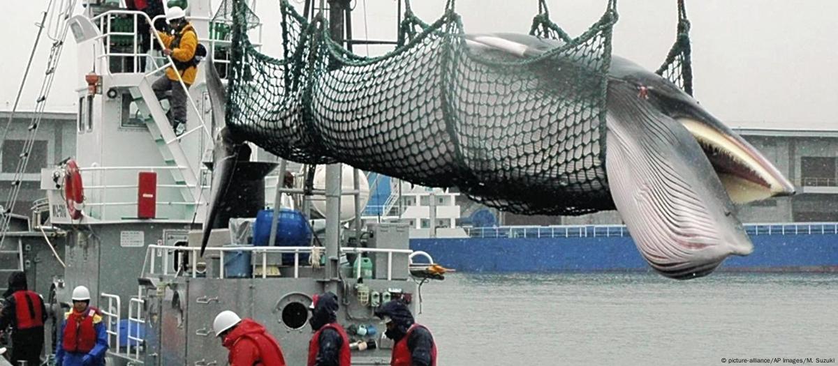 Japan withdraws from International Whaling Commission DW 12 26 2018