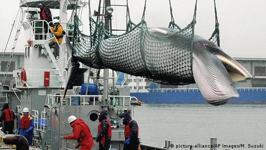 Activists ask leaders at G20 to speak out against whaling