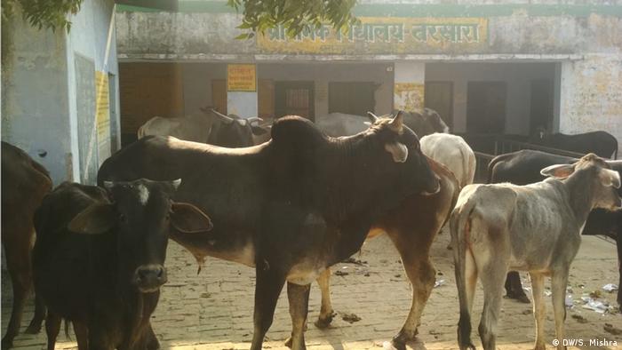جسٹس یادو نے کہا کہ گائے کا تحفظ بھارتی کلچر کے مترادف ہے