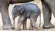 BdT Elefante bebé en el zoológico de Hagenbeck BdT Elefante bebé en el zoológico de Hagenbeck