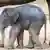 Слоненок в зоопарке Гамбурга