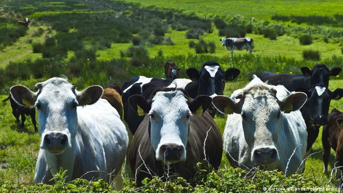 Irish cows out at pasture