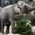 Elephants with Christmas trees at Berlin's Tierpark zoo