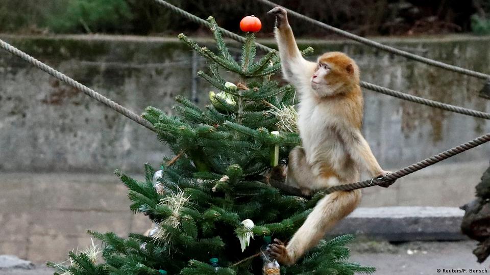 Berlin zoo animals get unused Christmas trees – DW – 01/05/2019