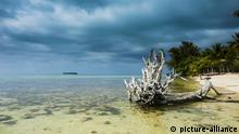 Toter Baum am Strand, Garapan, Saipan, Nördliche Marianen, Ozeanien | Verwendung weltweit, Keine Weitergabe an Wiederverkäufer.