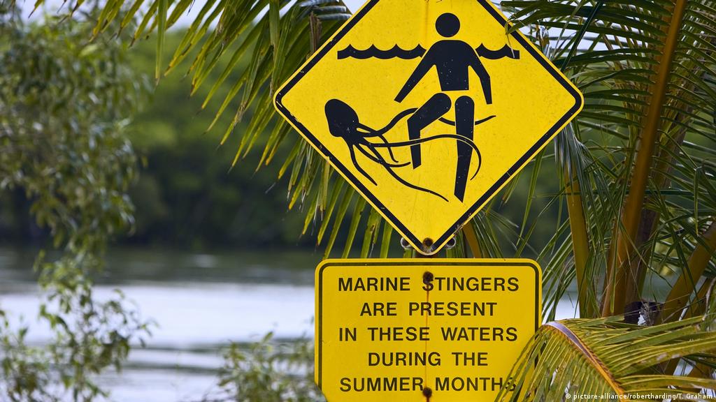 Australian Beaches Close Amid Jellyfish Sting Uptick News Dw 07 01 19