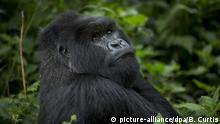 Protegiendo con café a los gorilas de montaña de Uganda amenazados