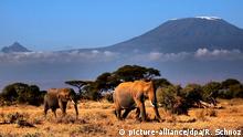 Kenya, Kenya, Kilimanjaro, elephant, Amboseli, National Park, savanna, acacia, African, safari | Verwendung weltweit