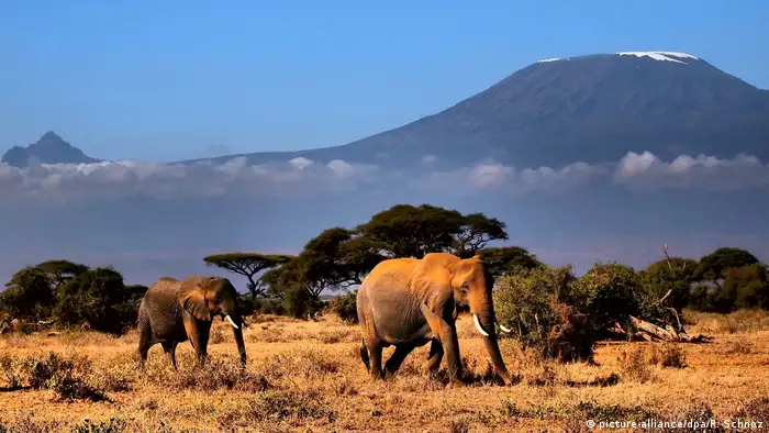 Elephants walking on the savanna. A snow-capped mountain in the background