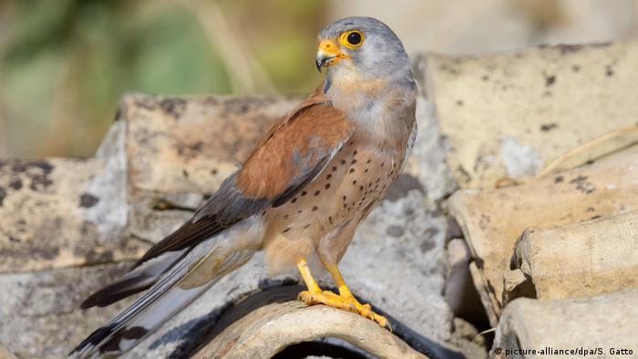 A lesser kestrel stands on a roof (picture-alliance/dpa/S. Gatto)
