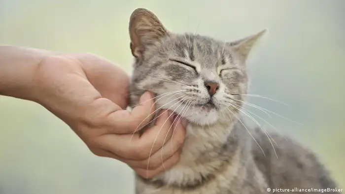 Junge graugetigerte Katze genießt Streicheleinheiten durch Menschen (picture-alliance/imageBroker)