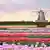 Campo de tulipas na Holanda com um moinho ao fundo
