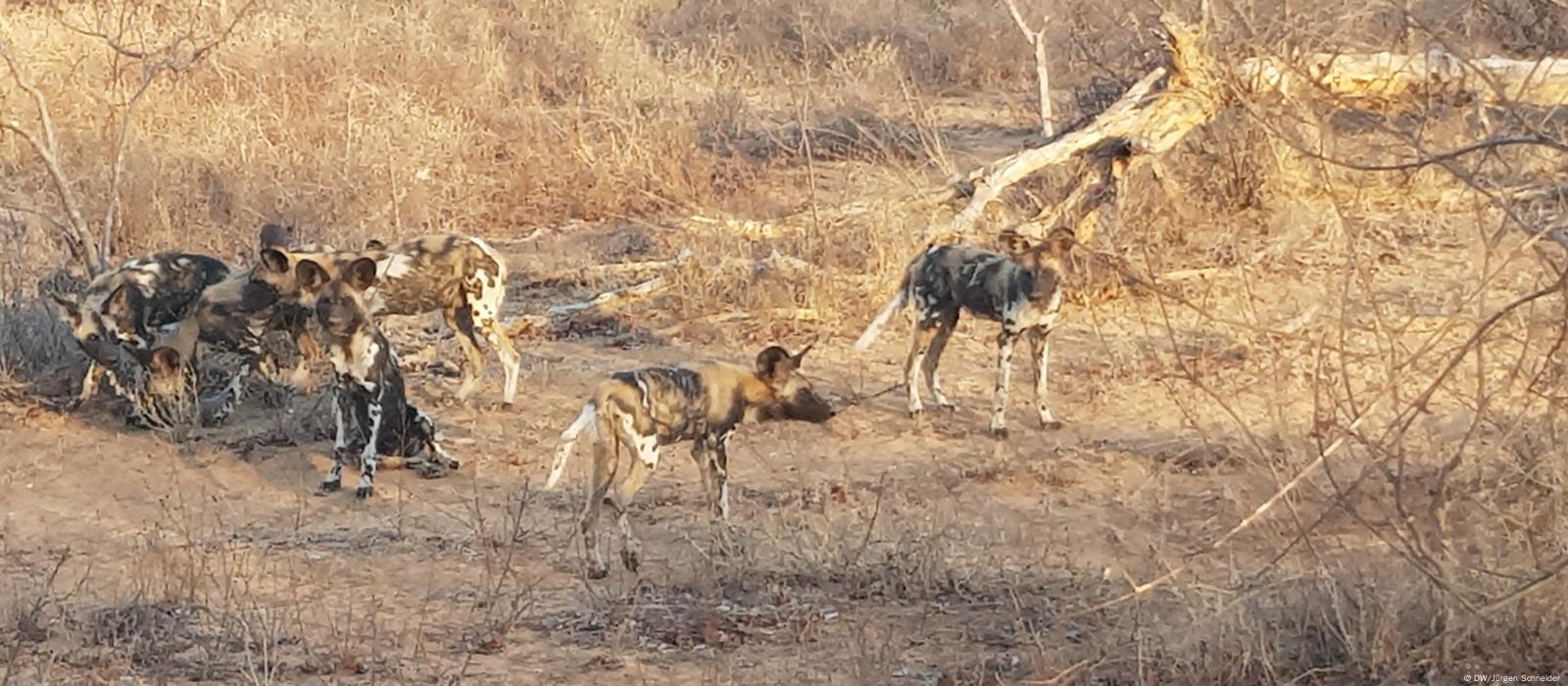 what would happen if african wild dogs become extinct