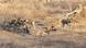 African wild dogs in Zimbabwe African wild dogs in Zimbabwe