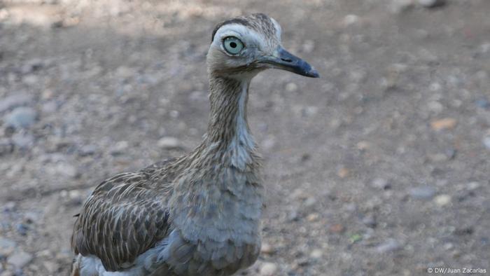 Ein schlankes Huhn auf einer steinigen Straße blickt in die Kameralinse (DW/Juan Zacharás)