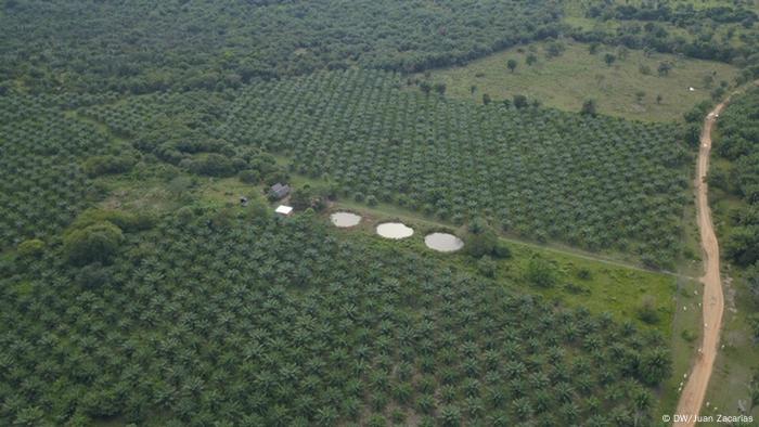 El cultivo extensivo de palma de aceite para el uso industrial es responsable de la destrucción de bosques, la desaparición de animales y la sequía de la región, como aquí, en el valle del Magdalena, Colombia.