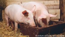Hausschweine im Stall an Futtertrog / Schwein, Schweine, Trog | Verwendung weltweit