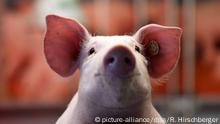 Ich glaube, mein Schwein pfeift