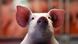 Grüne Woche Berlin | Schweinchen Grüne Woche Berlin | Schweinchen