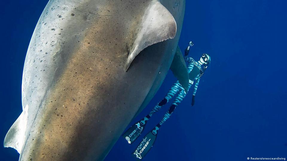 Deep Blue: Giant great white shark may have been spotted near Hawaii