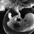 Symbolbild Embryo