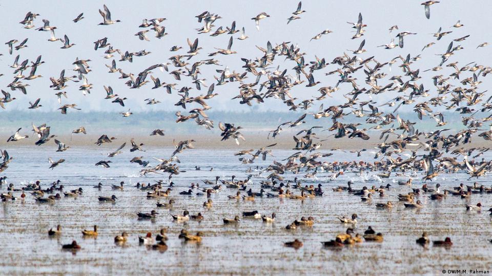 Science of migratory birds – DW – 03/07/2019