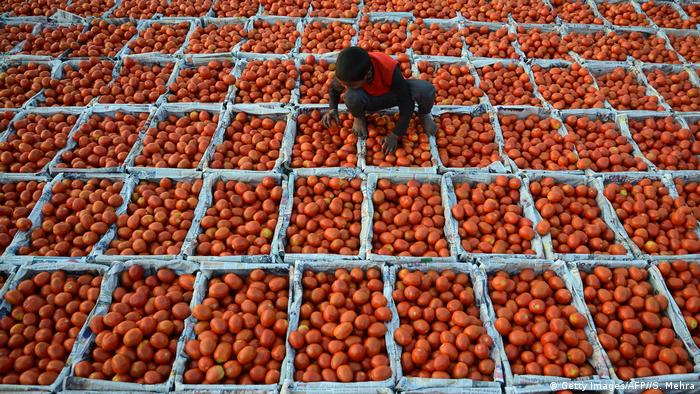 BdTD Indien Tomaten werden auf einem Gemüsemarkt sortiert (Getty Images/AFP//S. Mehra)