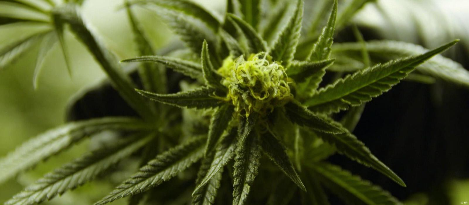 Cuáles son las ventajas del cannabis para fines medicinales