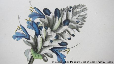 Alexander von Humboldt, Salvia leucocephala — photo by Timothy A. Rooks (Source: Botanical Museum, Berlin)