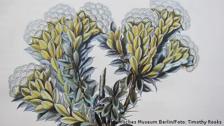 Desenho de uma Dasyphyllum argenteum 