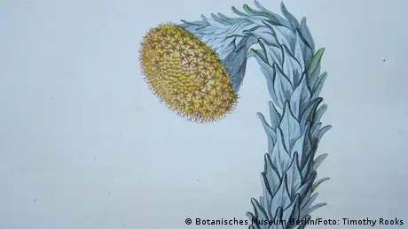 Desenho da planta Culcitium reflexum 