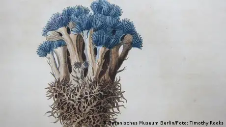 Desenho de uma Corallophyllum caeruleum 