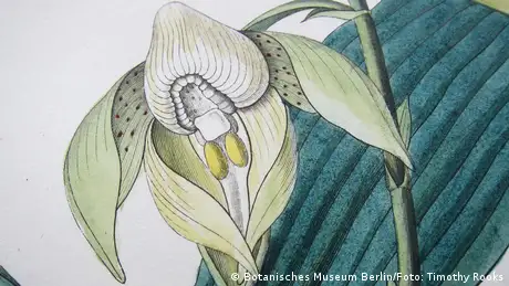 Desenho de uma orquídea Catasetum maculatum