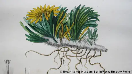 Desenho da planta Werneria pumila