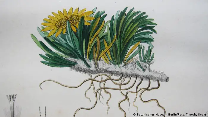 Alexander von Humboldt Blumen Werneria pumila