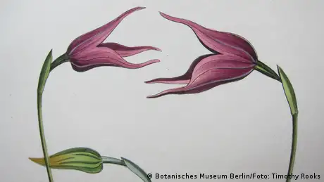 Desenho da flor de uma orquídea Masdevallia uniflora 