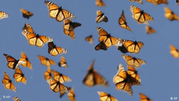 Schmetterlinge (Foto: ap)