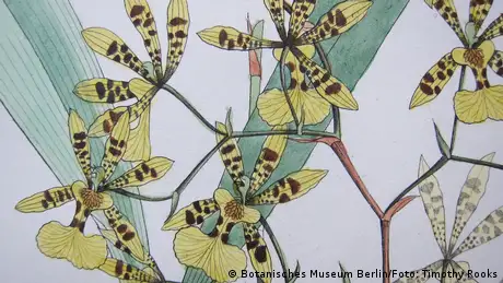 Desenho da orquídea Oncidium pictum 