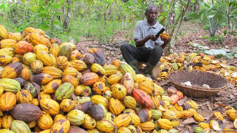 Growing Cocoa a bittersweet story DW 02/11/2019